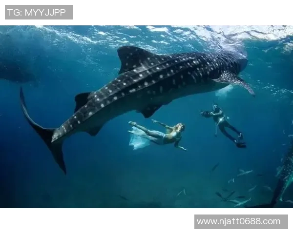 鹰部与南部鲨鱼的激烈对决谁能在赛场上笑傲群雄